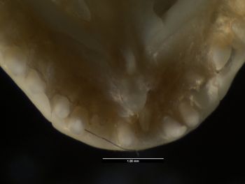 Media type: image;   Herpetology R-132837